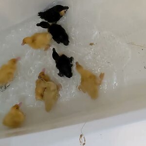 Six days old ducklings' first bath