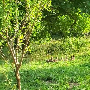 All Ducks in a row