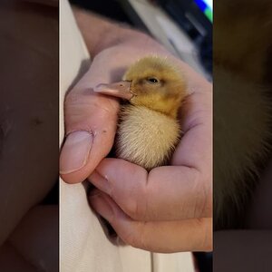 little duckling snuggling in my hand