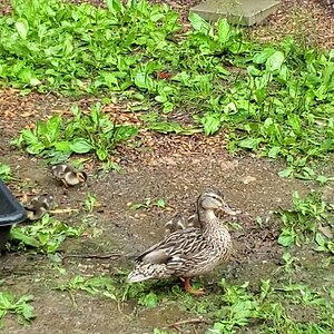 Mrs.  Mallard is back! And she brought her six babies with her.