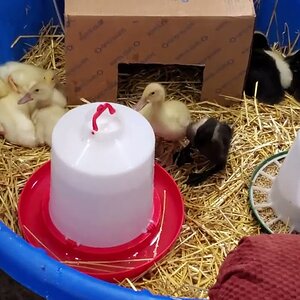 Tired ducknagers sleeping in their kiddie-pool nest.