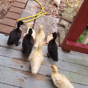 Good Morning Ducknagers! - And out you go!