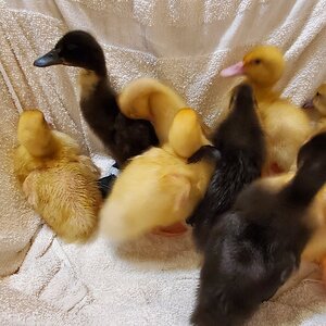 Little ducklings resting in the laundry basket after their first bath