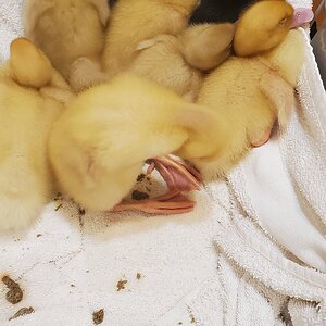 Little Ducklings sleeping in a laundry basket