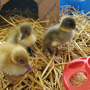 »Replacement Duck« and her two Blue Swedish buddies in the brooder