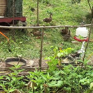 Ducknagers, Mallards, Momma Duck and the Puddle Ducks all together