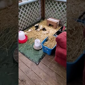 Ducknagers in their new nest on my patio