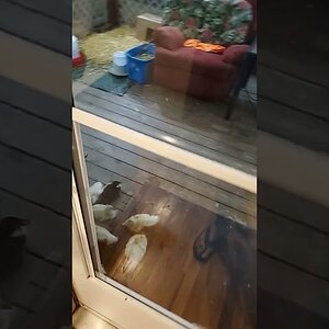 Where do ducknagers sleep?