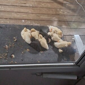 Ducknagers sleeping in front of the patio door