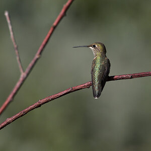 Rufous_hummingbird_X8137388_08-13-2022-001.jpg