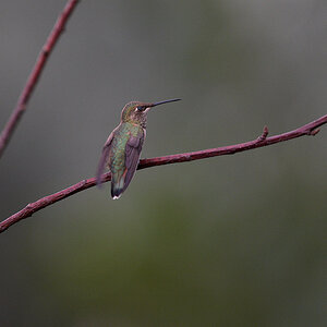 Rufous_hummingbird_X8137408_08-13-2022-001.jpg
