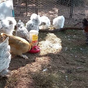 Silkies and Silkie mix Integration. Perfecto.