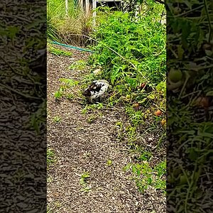 Pinball Duck and her ducklings raiding the tomato bed 🦆🐥