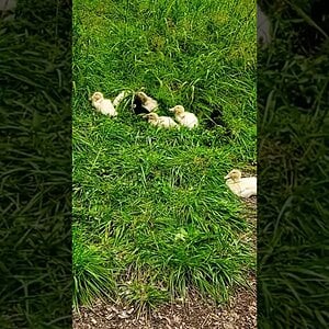 Ducknagers relaxing in the grass