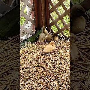8 days old ducklings explore the ducknagers sleeping area 🐥