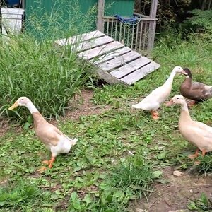 The Ducknagers, Pinball Duck, her Babies and the Duck Flock with Mr. Limpy