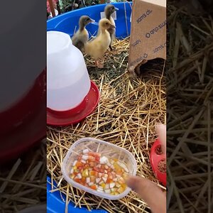 One serving of Tomato and Cucumber Soup for the ducklings 🐥