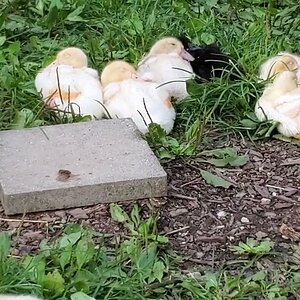 The most dangerous farm animal there is - beware of the common Fluff-Butt!