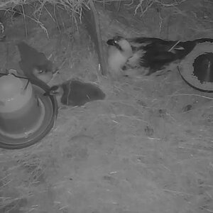 Pinball Duck with her remaining two ducklings sleeping in the duck-house