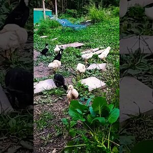 Ducknagers preening after their evening bath