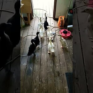 Out you go ducknagers