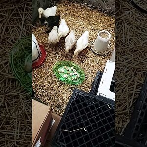 Banana for ducknagers