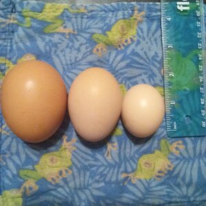 Chickengirls2671.jpg