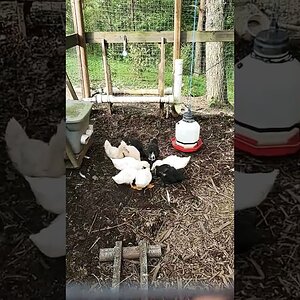 First visit in the duck house