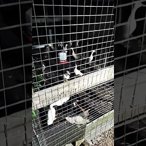 All Ducks Went To Bed. - And i mean ALL DUCKS!