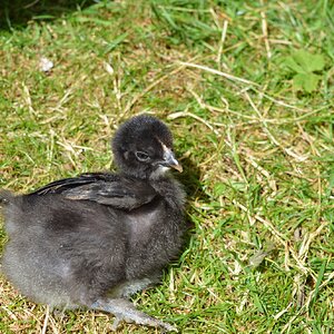 Goose2