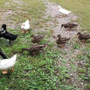 Black Swedish Ducks