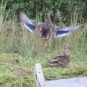Mallard ducks helping with hay, then flying off to the pond