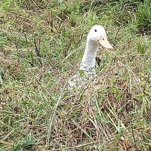 White Layer Duck being cute - again!