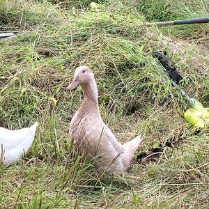 The Ducknagers found the pond! - Now they're thinking…