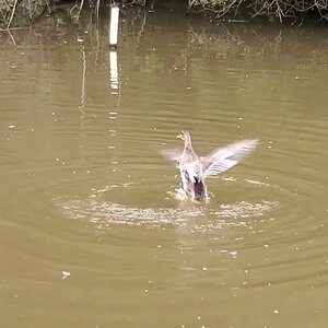 Six wild Mallard ducks on my Pond HD