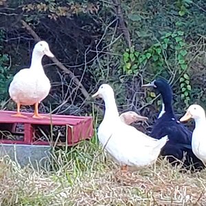 Pond Scene with the Mallards and the Ducknagers