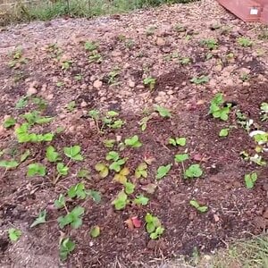 Freshly planted Strawberries and some frustrated Ducknagers