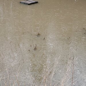 First ice on the pond