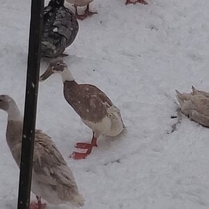 Les Miserables - Ducks in the Snow