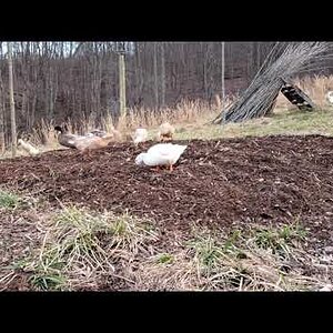 Ducks returning from pond and helping with the veggie beds