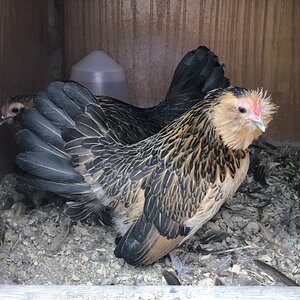 Quail Belgian Bearded d’Anvers hen