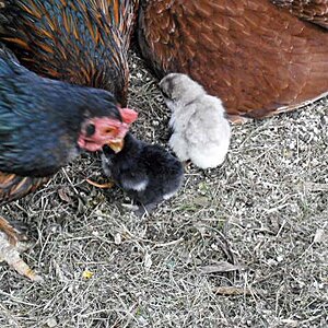2 chicks - 3 mothers ..