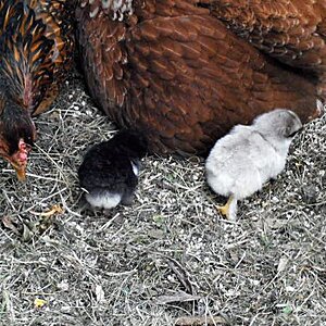 2 chicks .. trying to get better shots .. uh, nah!