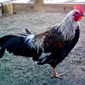 ROOSTER # 1 GAME BANTAM X