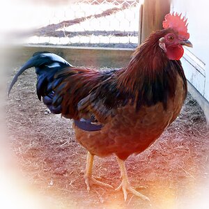 LITTLE RED ROOSTER