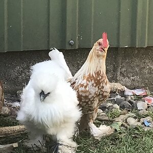 Billie and one of the Bantams