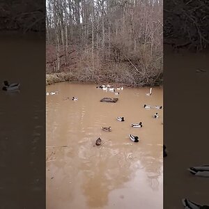 Mallards and Ducknagers together on the pond