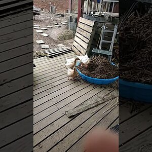 No respect for nothing! - Ducks! 🦆😂