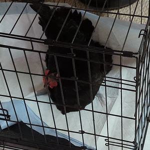 PXL_20221206_010608317.mp4