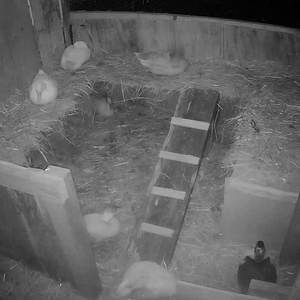 Ducks sleeping upstairs.png